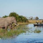 Water-based safaris in the Okavango Delta.