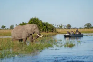 Water-based safaris in the Okavango Delta.