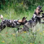 Descubra al perro salvaje africano, en peligro de extinción.