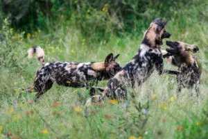 Descubra al perro salvaje africano, en peligro de extinción. 