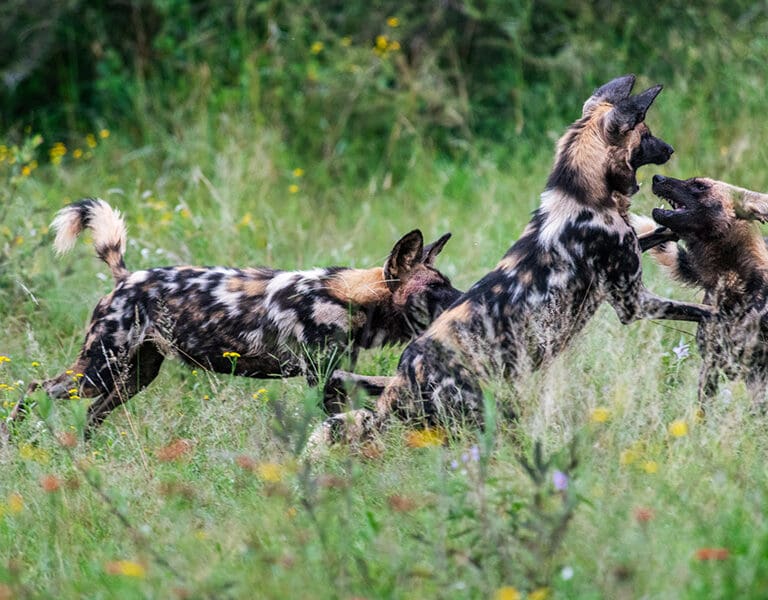 Avvistate il cane selvatico africano, a rischio di estinzione. 