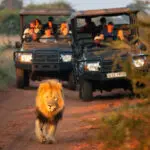 Lions spotted on a game drive.
