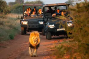 Lions spotted on a game drive.