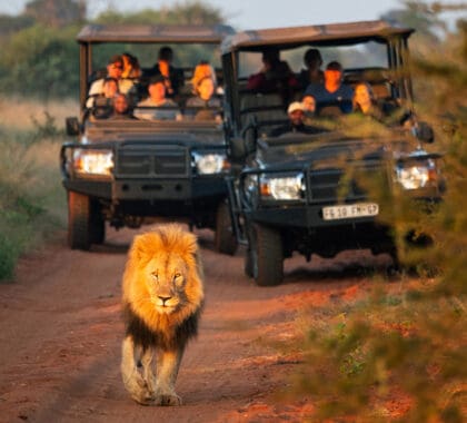 Lions spotted on a game drive.