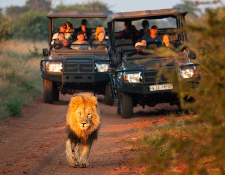 Lions spotted on a game drive.