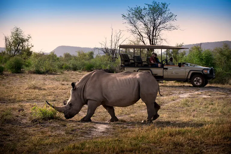 Rhino game viewing.