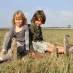 Meerkat interactions.