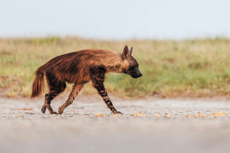 jack-s-camp-brown_hyena_2