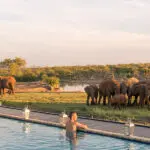 Observe a los animales mientras se da un chapuzón en la piscina | Jamala Madikwe