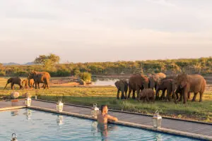 Observe a los animales mientras se da un chapuzón en la piscina | Jamala Madikwe