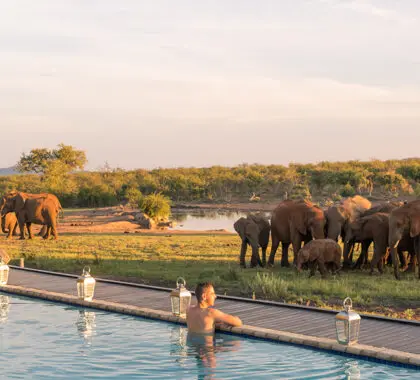 Observe a los animales mientras se da un chapuzón en la piscina | Jamala Madikwe