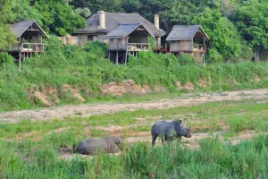 Surrounded by magnificent trees and an abundance of  wildlife.