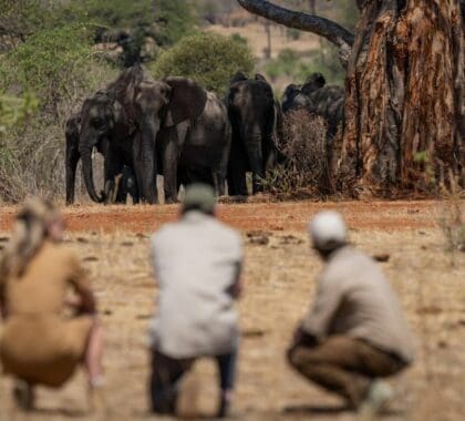 Walking safari in Ruaha.