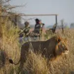 Avistamiento de leones en un safari desde Chisa Busanga | Justin Chapman, Go2Africa