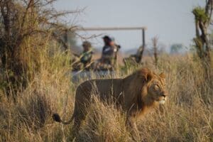 Avistamiento de leones en un safari desde Chisa Busanga | Justin Chapman, Go2Africa