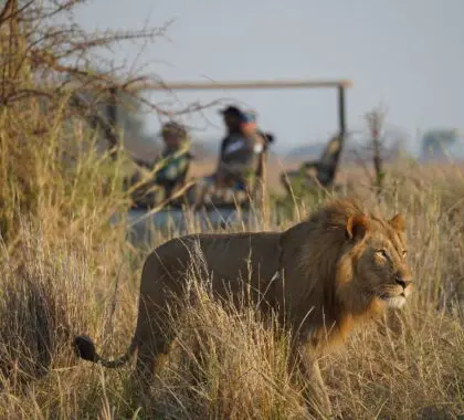 Avistamiento de leones en un safari desde Chisa Busanga | Justin Chapman, Go2Africa