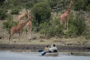 Piragüismo con jirafas a la vista.