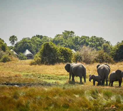 Fantásticos avistamientos de animales en el Parque Nacional de South Luangwa