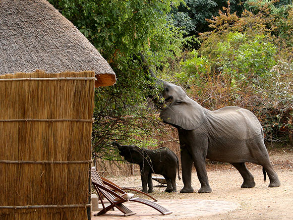 Unfenced Kaingo Camp lies at the heart of the South Luangwa - expect unusual visitors!
