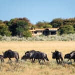 No pierda de vista la abundante fauna del Kalahari.