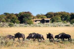 No pierda de vista la abundante fauna del Kalahari.