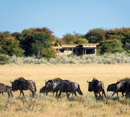 No pierda de vista la abundante fauna del Kalahari.