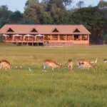 Red lechwe.