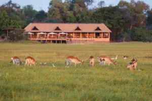 Red lechwe.