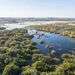 Explore the Okavango Delta waterways, particularly the heronry.