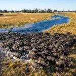 large herds of buffalo is a common site in the Delta.
