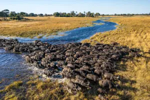 large herds of buffalo is a common site in the Delta.