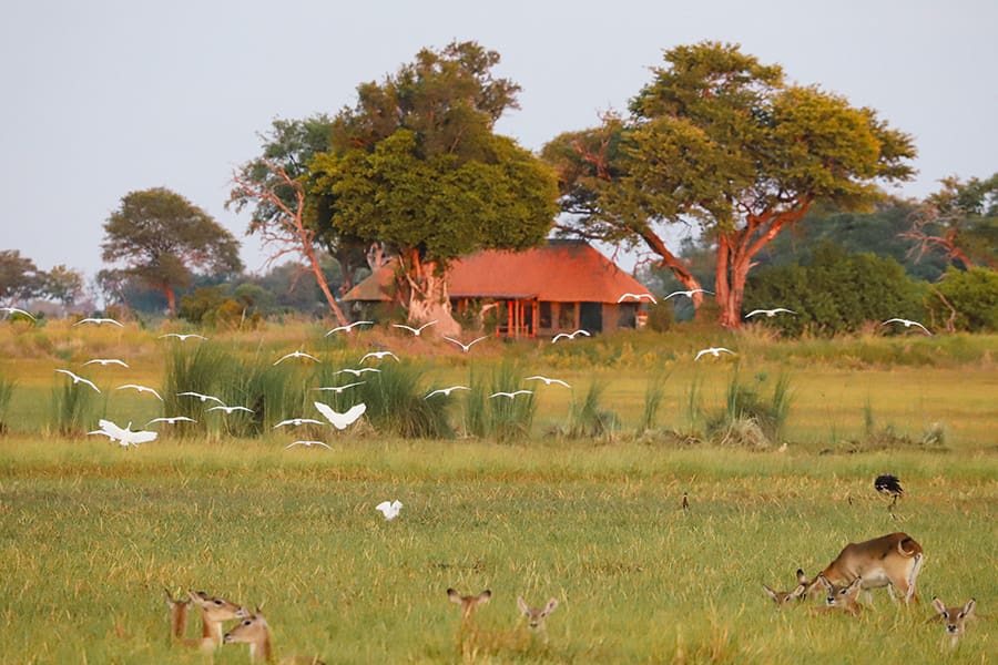 kanana-kerdowney-botswana-okavango-delta-family-unit