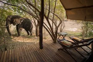 Kanga Bush Camp ofrece la rara oportunidad de conocer de cerca una naturaleza salvaje e indómita.