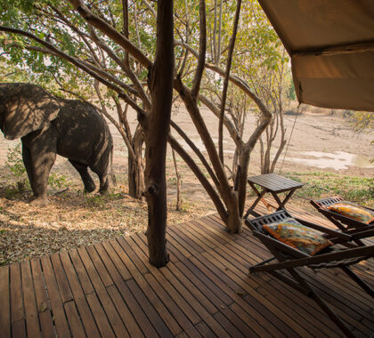 Kanga Bush Camp offers the rare opportunity to engage with an untamed wilderness up close.
