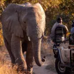Game drives in a private reserve.