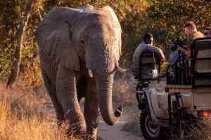Game drives in a private reserve. 