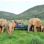 Excepcionales encuentros con la fauna salvaje.