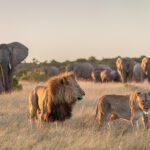 Big 5 game drives in Kariega Private Game Reserve.