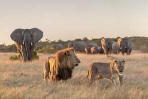 Big 5 game drives in Kariega Private Game Reserve.