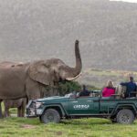 Big 5 game drives in Kariega Private Game Reserve.