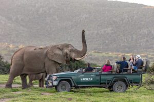 Big 5 game drives in Kariega Private Game Reserve.