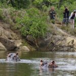 Spot hippos in the river.