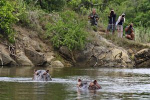 Spot hippos in the river. 