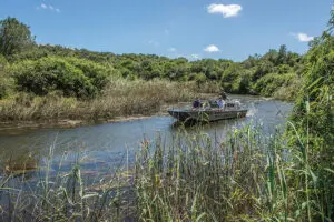 Safari boat trips, taking you deeper into the heart of the wilderness and are great for bird watching. 