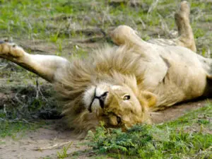 Large lion prides stalk the antelope-filled plains around camp & are regularly sighted.
