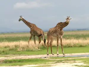Katuma Bush Lodge lies on the plains of Katisunga, a favourite habitat for Katavi's famously numerous giraffes!
