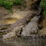 Prehistoric-sized crocodiles pack the Katuma River & its lagoons, the highest density in Tanzania.
