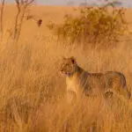Spot big cats on daily game drives.