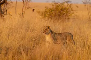 Spot big cats on daily game drives.