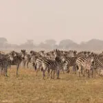 Spot the herd of the zebra migration in Green Season.
